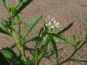 sea rocket