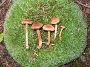 Cortinarius huronensis_D Richter