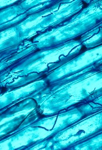 Neotyphodium_coenophialum