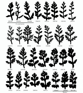 Examples of the variable leaf shapes of Botrychium matricariifolium (figure by Evelyn Williams)